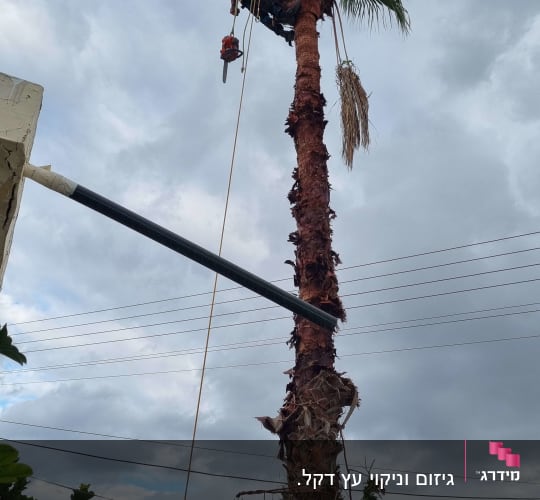 אדם גוזם עץ דקל גבוה עם מסור חשמלי